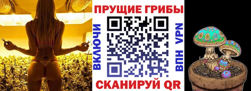 Купить где  Губкин  Псилоцибиновые грибы прущие грибы 